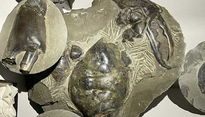 Trong bài báo đăng ngày 27/2 trên tạp chí Địa chất học và Địa vật lý New Zealand, các chuyên gia đặt tên cho loài cua khổng lồ phương Nam mới có tên khoa học Pseudocarcinus karlraubenheimeri.