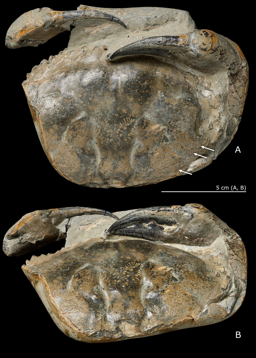 Con cua còn tương đối nguyên vẹn bị chôn vùi trong lớp bồi tích từ vụ phun trào núi lửa cổ xưa từ Trung tâm núi lửa Mohakatino ngoài khơi. Khu vực núi lửa này hoạt động từ 8 - 14 triệu năm trước.
