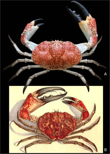 Loài cua Pseudocarcinus karlraubenheimeri có thể là tiền thân của loài cua khổng lồ Tasmania còn sống tới ngày nay. Điều kiện ở New Zealand vào thế Trung Tân cung cấp môi trường thuận lợi để cua Pseudocarcinus karlraubenheimeri có thể phát triển cơ thể to lớn.