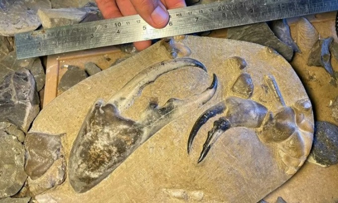 Trong cuộc khai quật ở bãi biển Waitoetoe trên Đảo Bắc của New Zealand, cách Auckland khoảng 240 km, các nhà cổ sinh vật học khai quật được một càng cua hóa thạch khủng nhất thế giới với chiều dài khoảng 15 cm.