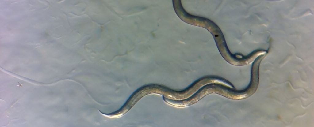 Gần đây, các nhà khoa học công bố nghiên cứu cho thấy có một loài động vật dường như hoàn toàn miễn nhiễm với phóng xạ "cấm địa" Chernobyl. Đó là giun tròn thường sống trong đất có tên khoa học là Oschieus tipulae.