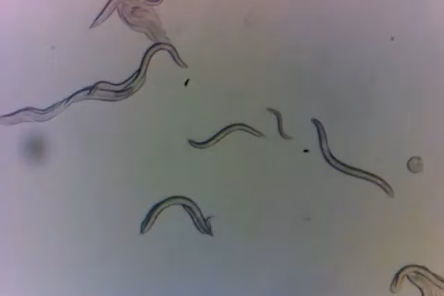 Nhóm các nhà sinh vật học tới từ Đại học New York đã phân tích chi tiết bộ gen của 300 con giun được thu thập trong phòng thí nghiệm. Kết quả kiểm tra, nghiên cứu cho thấy không có bất kỳ bằng chứng nào về sự sắp xếp lại các nhiễm sắc thể quy mô lớn do ảnh hưởng từ môi trường gây đột biến trên những con giun tròn.