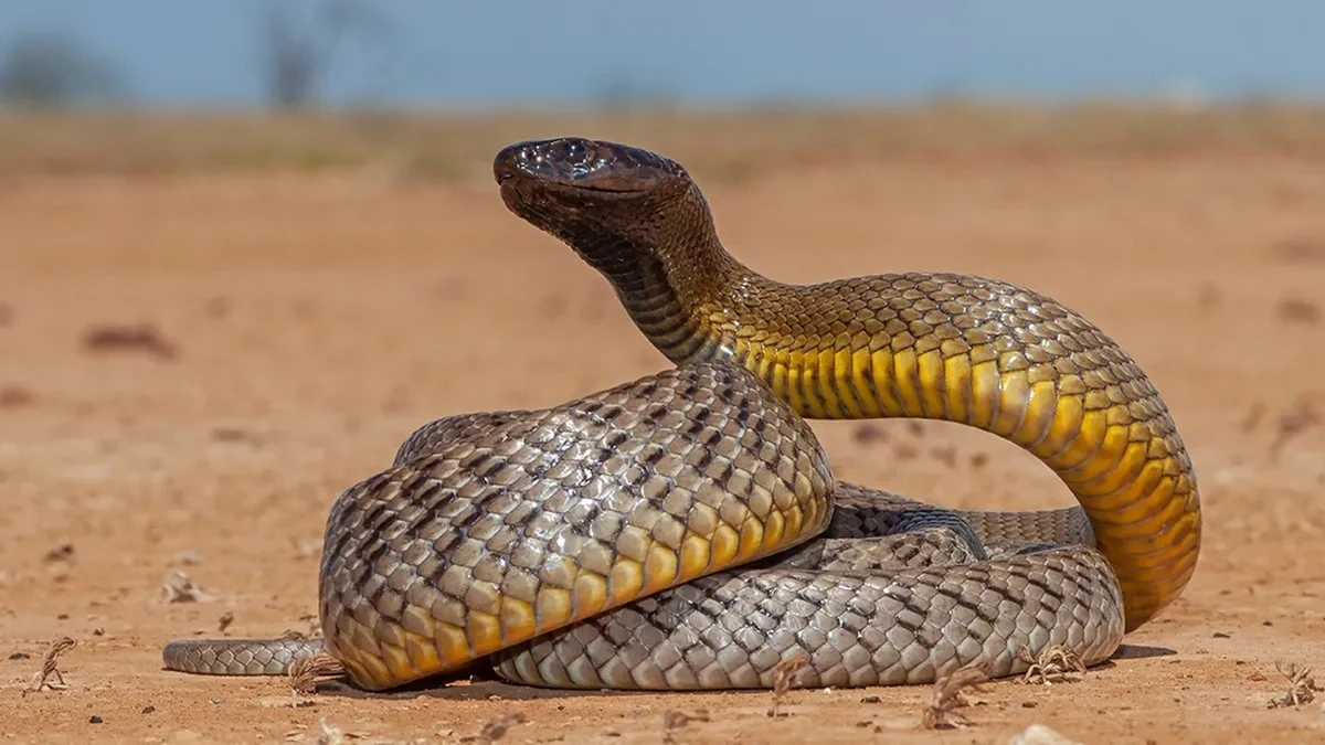 Có tên khoa học là Oxyuranus microlepidotus, loài rắn Taipan nội địa (tên tiếng Anh: Inland Taipan snake) phân bố chủ yếu ở các vùng đồng bằng khô cằn thuộc các vùng Queensland, Nam Australia, New South Wales và Northern Territory.