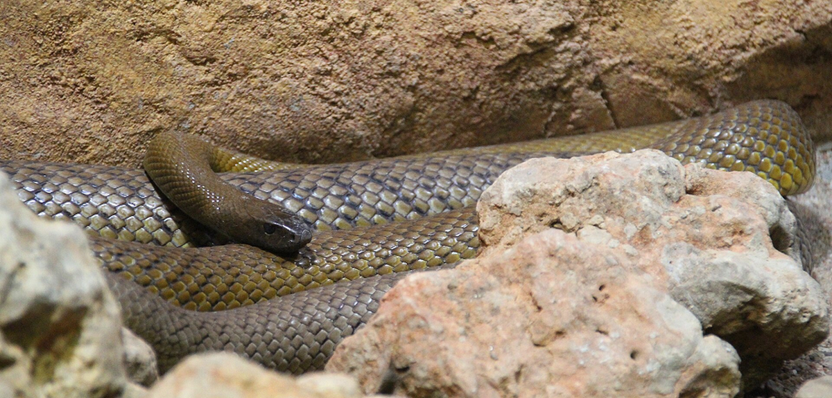 Vậy nên, mỗi năm có rất ít trường hợp bị rắn Taipan nội địa tấn công và thiệt mạng.