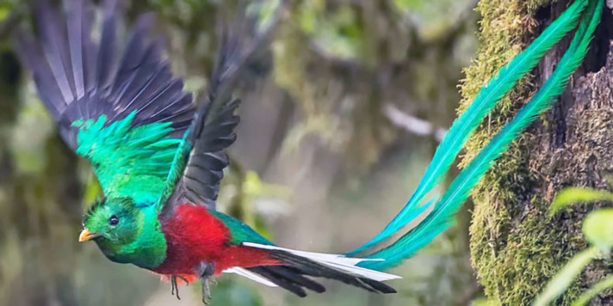 Tuy nhiên, những người yêu chim Quetzal không thể bắt rồi đem nhốt chúng vào lồng để ngắm mỗi ngày. Nguyên do là bởi loài chim này rất yêu tự do. Chúng thà tuyệt thực đến chết cũng không chịu giam cầm trong những chiếc lồng đẹp. Vậy nên, chim Quetzal còn được gọi là "chim tự do".