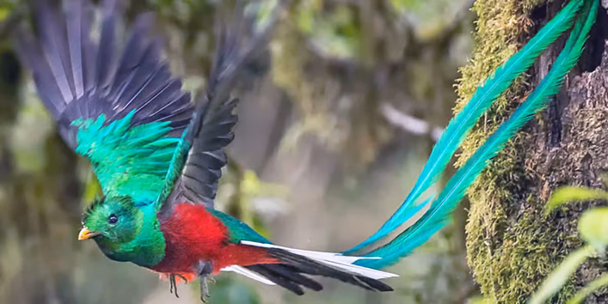 Tuy nhiên, những người yêu chim Quetzal không thể bắt rồi đem nhốt chúng vào lồng để ngắm mỗi ngày. Nguyên do là bởi loài chim này rất yêu tự do. Chúng thà tuyệt thực đến chết cũng không chịu giam cầm trong những chiếc lồng đẹp. Vậy nên, chim Quetzal còn được gọi là "chim tự do".