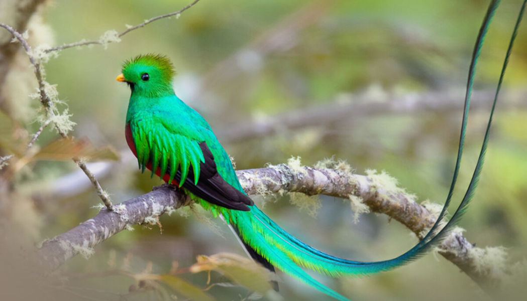Loài chim Quetzal thuộc họ Trogonidae, nổi bật với bộ lông sặc sỡ. Chúng thường mổ vào gỗ mềm hoặc cây mục để tạo lỗ làm tổ.