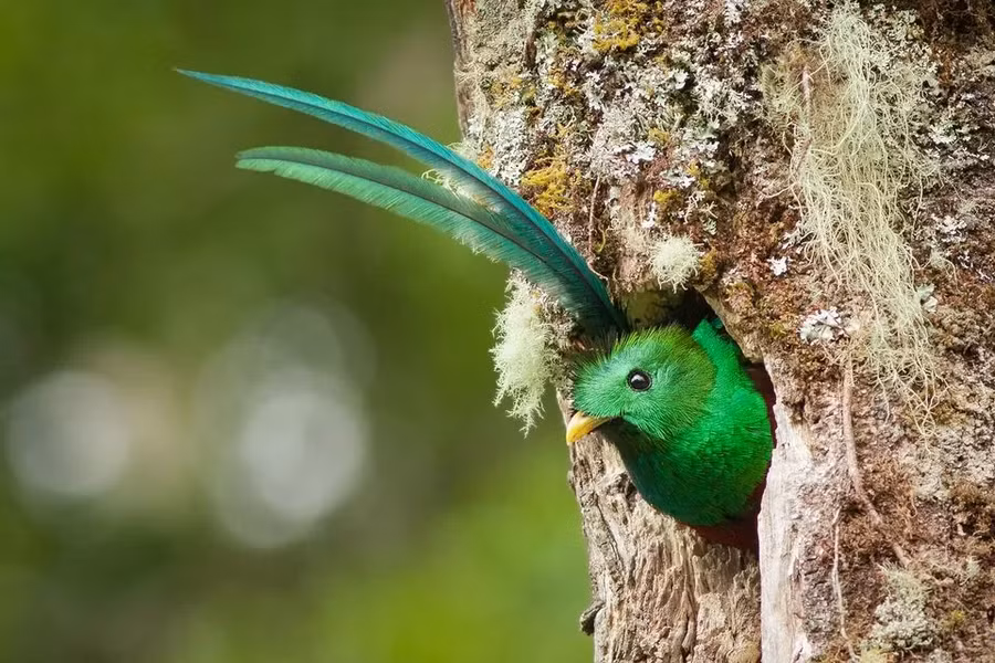 Đối với người Maya và Aztec, loài chim Quetzal được xem là biểu tượng thiêng liêng. Nó được cho là tượng trưng cho thần linh nên người dân không được phép giết hại chúng.