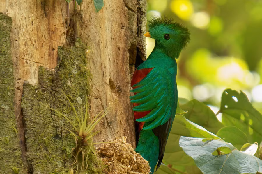Do nạn chặt phá rừng, săn bắt trái phép cũng như tác động của biến đổi khí hậu nên quần thể chim Quetzal suy giảm khá nhiều. Sách đỏ của Tổ chức Bảo tồn Thiên nhiên Quốc tế (IUCN) liệt kê số lượng hiện tại của loài chim quý này là còn khoảng 50.000 cá thể và xếp vào tình trạng “Gần bị đe dọa”.