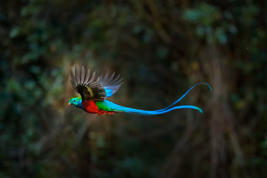 Chim Quetzal sống trong rừng mây trên núi từ miền Nam Mexico đến miền Tây Panama. Không ít người tìm đến những khu vực này với hy vọng có cơ hội chiêm ngưỡng loài chim quý này.