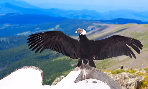 Loài kền kền khoang cổ thường làm tổ ở độ cao lên tới 5.000m, trên các gờ đá không thể tiếp cận theo cách thông thường.