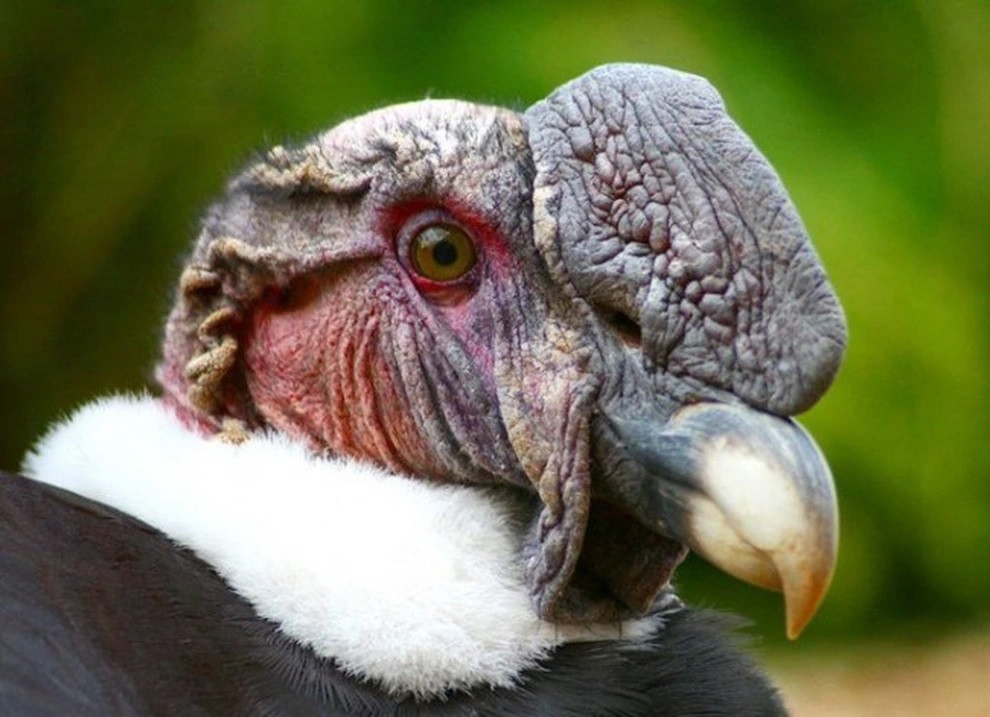 Kền kền khoang cổ có tên khoa học là Andean Condor và là một trong những loài chim ăn thịt xác thối nhất thế giới. Chúng có ngoại hình khá độc, dị với một đám lông màu trắng bao quanh phần dưới của cổ. Đặc điểm này thể hiện rất rõ ở con đực.