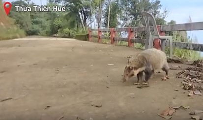 Lửng lợn Đông Dương (tên khoa học Arctonyx collaris dictator) là phân loài của loài lửng lợn (Arctonyx collaris) phân bố ở khu vục bán đảo Đông Dương. Ở Việt Nam, loài này được gọi với những cái tên khác như chồn hoang, con cúi, gấu lợn.