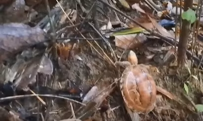 Vườn Quốc gia Bạch Mã đang tích cực phối hợp với chính quyền địa phương, các đơn vị chức năng thực hiện tốt công tác cứu hộ, bảo tồn các loài động vật quý hiếm.