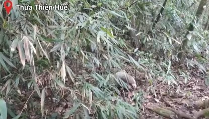 Ngoài lửng lợn, 2 cá thể mang Trường Sơn (tên khoa học Muntiacus truongsonenis, là loài thú móng guốc thuộc họ hươu nai Cervidae, phân họ Muntiacinae, giống Muntiacus) cũng được du khách người nước ngoài phát hiện tại khu vực trước mặt khách sạn Phong Lan (Km 18+500) trên đỉnh Bạch Mã.