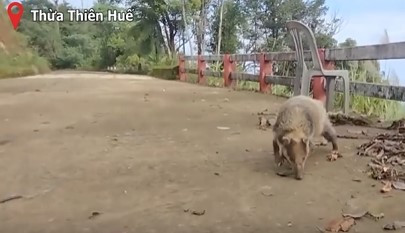 Tên lửng lợn được đặt do đặc điểm mũi của loài này giống như của lợn rừng. Năm 2008, Liên minh Bảo tồn Thiên nhiên Quốc tế đã xếp loài lửng lợn Đông Dương vào thể loại loài bị đe dọa trong sách đỏ IUCN.