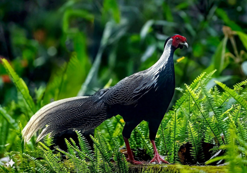 Cũng tại Vườn Quốc gia Bạch Mã, một đàn gà lôi trắng đã được nhân viên ghi hình lại sau khi chúng xuất hiện tại Hải Vọng Đài. Đàn gà lôi trắng này có 6 con, gồm cả cá thể đực và cái.