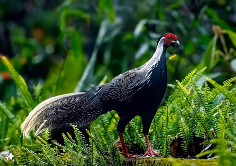 Cũng tại Vườn Quốc gia Bạch Mã, một đàn gà lôi trắng đã được nhân viên ghi hình lại sau khi chúng xuất hiện tại Hải Vọng Đài. Đàn gà lôi trắng này có 6 con, gồm cả cá thể đực và cái.