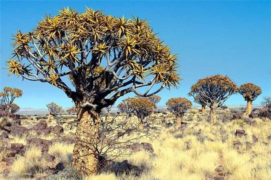 Một loài cây kỳ dị, độc đáo tại Namibia là cây Quiver. Mặc dù sống ở nơi sa mạc khô hạn nhưng chúng có thể cao từ 7 - 9m. Cây Quiver có thân trụ mập mạp, đường kính khoảng 1m và quanh thân phủ đầy vảy màu nâu vàng tuyệt đẹp với các cạnh sắc nét.