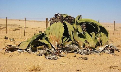 Nổi tiếng không kém cây Quiver là cây bách lan. Được tìm thấy ở sa mạc Namib thuộc Namibia, loài cây này chỉ có 2 chiếc lá nhưng không bao giờ rụng và trông giống như một lùm cỏ chết. Tuy nhiên, chúng vẫn sống tốt trong điều kiện lượng mưa chỉ ở mức 9,9 mm/năm.