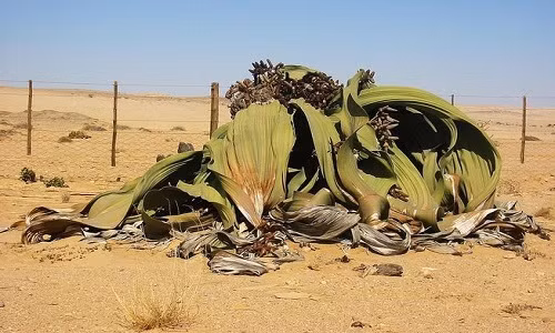 Nổi tiếng không kém cây Quiver là cây bách lan. Được tìm thấy ở sa mạc Namib thuộc Namibia, loài cây này chỉ có 2 chiếc lá nhưng không bao giờ rụng và trông giống như một lùm cỏ chết. Tuy nhiên, chúng vẫn sống tốt trong điều kiện lượng mưa chỉ ở mức 9,9 mm/năm.