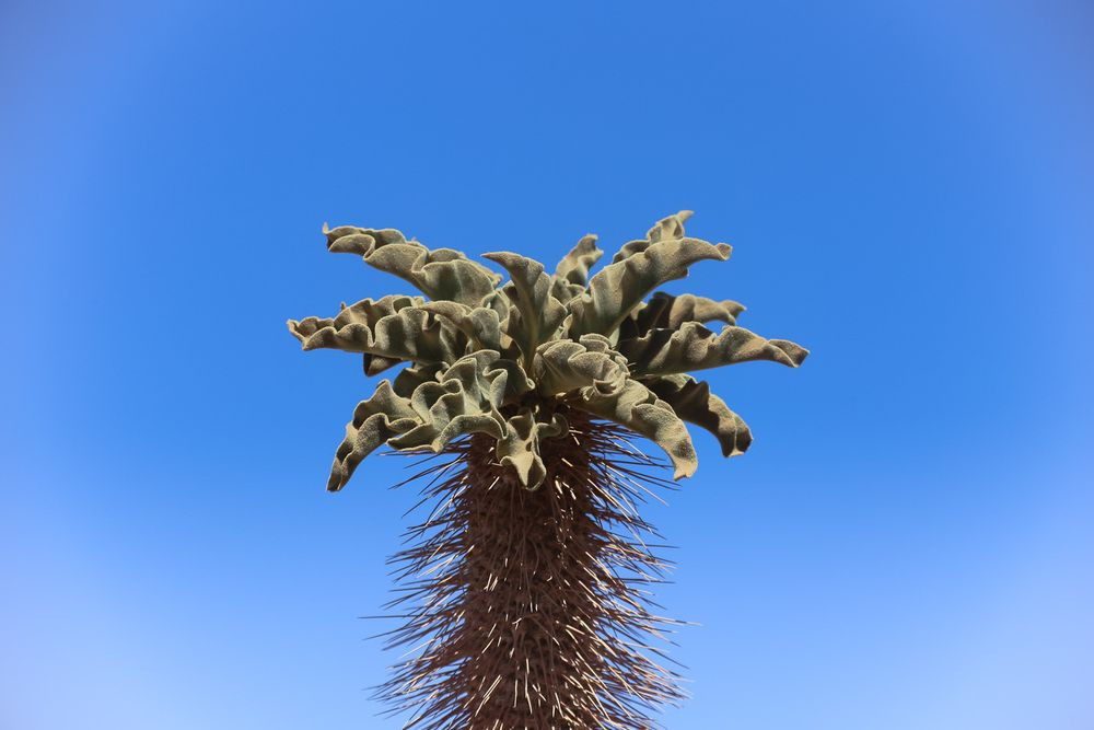 Ở trên đỉnh cây vòi voi là lá và hoa. Toàn bộ thân cây bao phủ đầy gai nhọn.