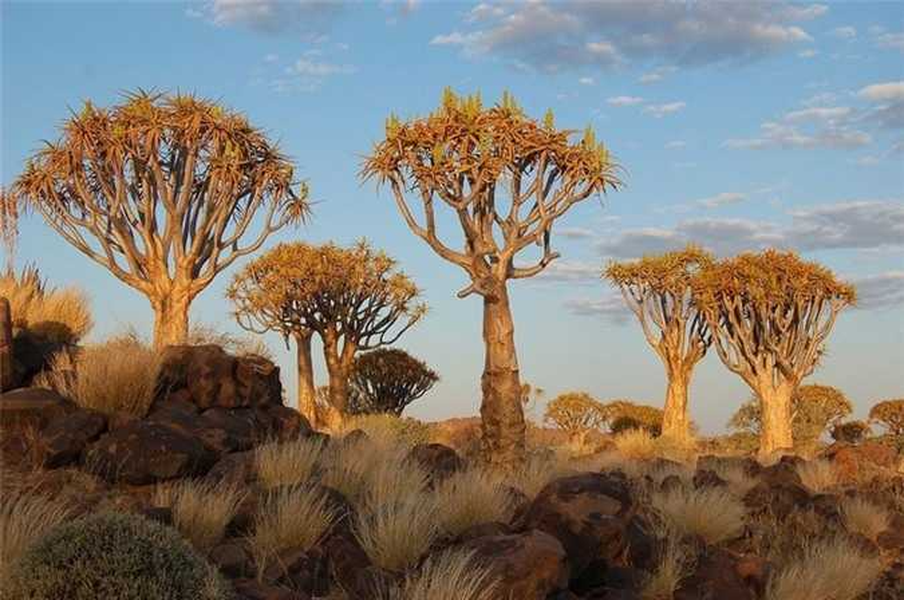 Loài cây Quiver được người dân địa phương quan niệm sẽ mang lại may mắn cho bất kỳ ai tôn thờ và chăm sóc chúng. Do ở Namibia rất giàu kim cương nên người ta nói rằng nếu đào được một trong những cây Quiver thì cả đời sẽ khai thác được rất nhiều loại đá quý này. Tuy nhiên, do loài cây này được tôn thờ nên không ai muốn đào chúng lên.