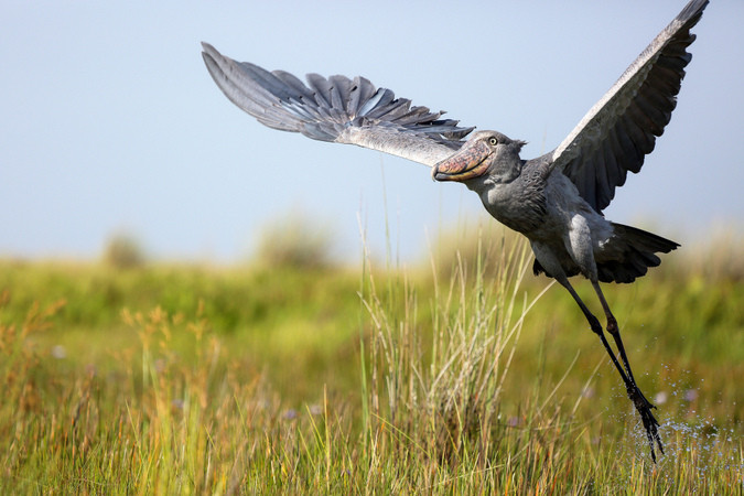 Phân bố chủ yếu ở châu Phi, cò mỏ giày (Shoebill) khi trưởng thành có thể cao tới 1,5m. Đây là loài chim đầu to, chân dài mảnh khảnh cực nhỏ.