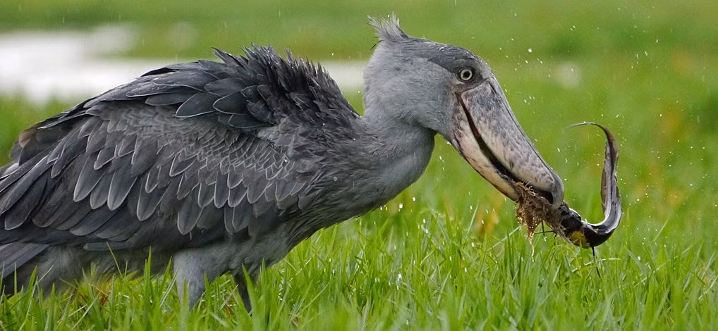 Ngoài tác dụng săn mồi, mỏ của cò mỏ giày còn được loài này dùng để tạo thành tiếng nhằm thu hút bạn tình và xua đuổi những kẻ săn mồi.