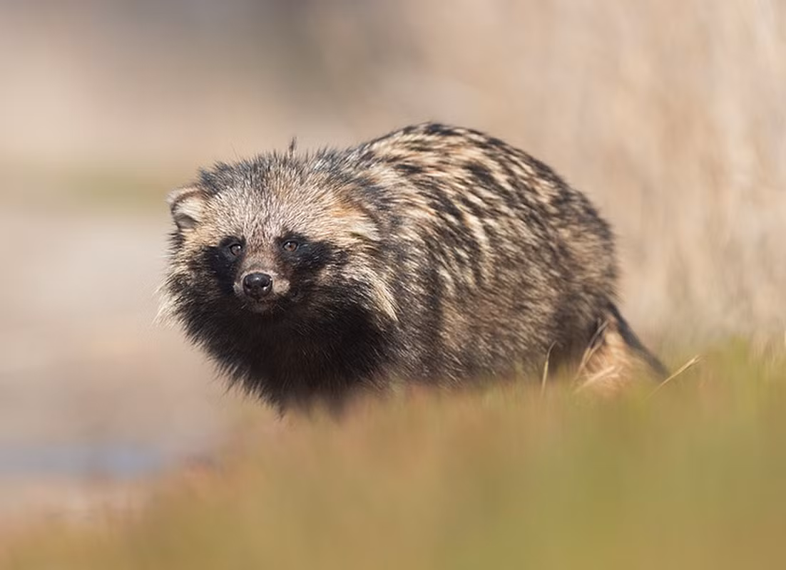 Nhờ vậy, sau khi rửa ảnh, các chuyên gia tỉ mỉ kiểm tra và xác định 2 “quái thú” sống trong mộ của thiền sư Nghiêm Cự Quang là lửng chó. Bốn đốm sáng màu xanh mà các thành viên đoàn nhà khảo cổ nhìn thấy là mắt của chúng.