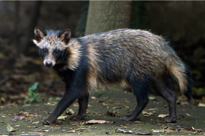 Khi cầm đèn chiếu vào, các chuyên gia thấy 4 đốm sáng màu xanh lóe lên rồi thấy 2 “quái thú” chạy vụt ra. May mắn là một trong các thành viên đoàn khảo cổ đã kịp thời chụp vài bức ảnh.