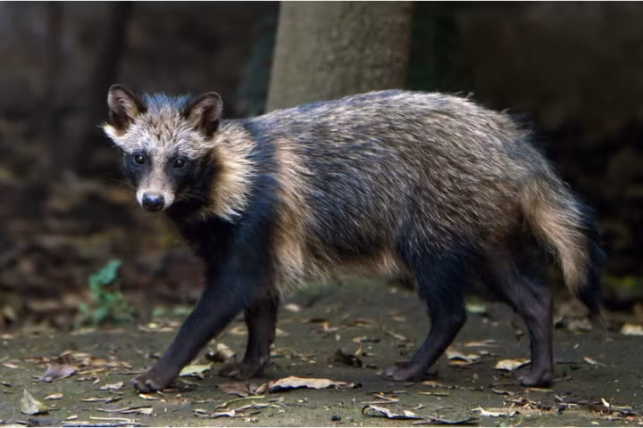 Khi cầm đèn chiếu vào, các chuyên gia thấy 4 đốm sáng màu xanh lóe lên rồi thấy 2 “quái thú” chạy vụt ra. May mắn là một trong các thành viên đoàn khảo cổ đã kịp thời chụp vài bức ảnh.