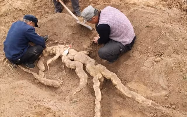 Nhờ vậy, ông Lý biết được thứ mà ông đào được thực sự là nhân sâm vài trăm tuổi. Nhân sâm càng lâu năm thì càng có giá trị cao. Họ nhận định đây có thể là một củ nhân sâm châu Á - loại thường mọc ở các khu rừng già ở vùng núi sâu. Nhân sâm châu Á có giá trên thị trường rất cao, lớn hơn vài chục lần so với những loại nhân sâm thông thường.