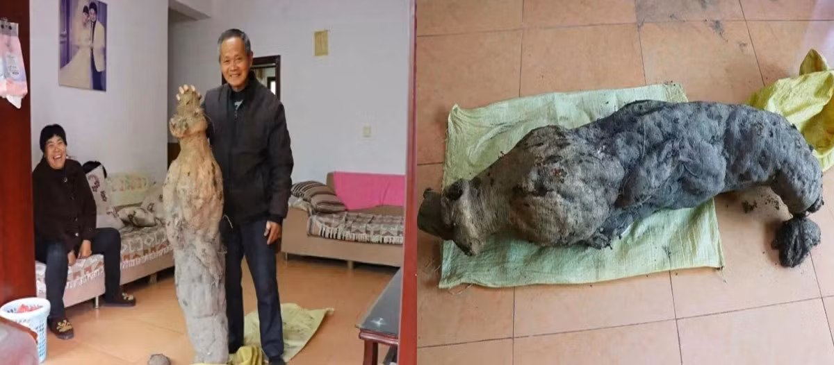 Vì vậy, ông Lý tỉ mỉ bới lớp đất để đưa "báu vật" nghi là nhân sâm lên mặt đất. Quá trình này mất gần 1 tiếng đồng hồ. Sau đó, ông mang về nhà rửa sạch đất.