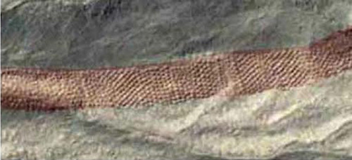 Những chiếc hố này tạo thành một dải hố kéo dài 1,6 km và theo từng hàng. Mỗi hàng có thể rộng tới 20m và có khoảng 9 - 12 hố.