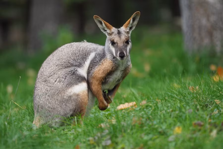 Qua điều tra, chúng đã được một gia đình đưa đến đó vào những năm 1950 và dần dần sinh sôi do thích nghi với khí hậu và môi trường sống nơi đây