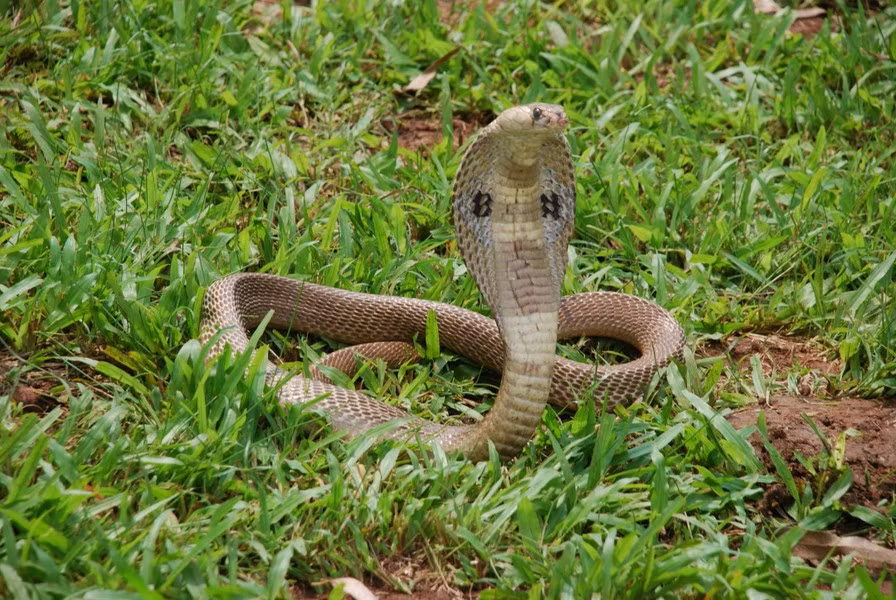 Mãi đến năm 1988, một người đàn ông mới đứng ra thừa nhận rằng mình đã thả loài động vật chết người này ra ngoài. 