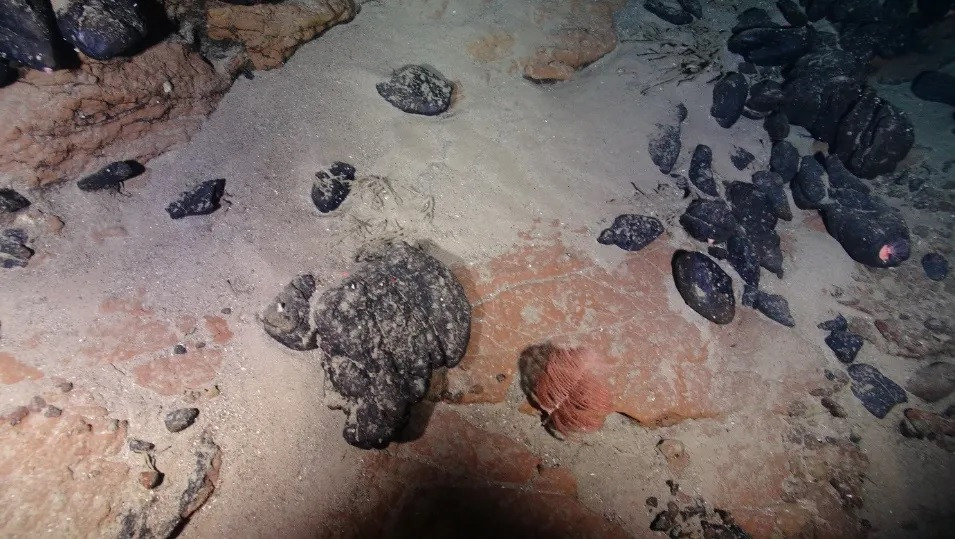 Từ phát hiện trên, nhóm nghiên cứu xác định đất sét ở đảo Rio Grande Rise hình thành như một kết quả của quá trình phong hóa đá núi lửa trong thời tiết ấm và ẩm ướt. Hòn đảo nằm dưới đáy Đại Tây Dương này đã tích tụ nguyên tố đất hiếm trong suốt thế Thủy Tân kéo dài cho tới khoảng 35 triệu năm trước với đặc trưng là điều kiện nhiệt đới.