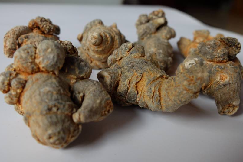 Loai re cay 'quy nhu vang' ho tro tri ung thu, Viet Nam co nhieu