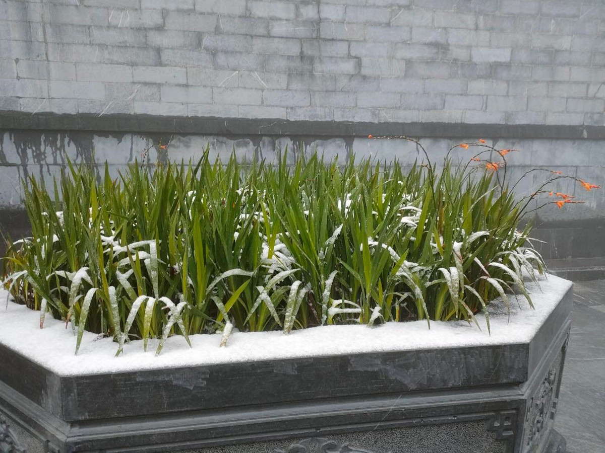 Theo dự báo mưa tuyết sẽ còn kéo dài trong hôm nay và phủ dày hơn, các bạn trẻ nhanh chóng lên lịch trình check in đỉnh Fansipan để vừa ngắm tuyết, lại có ảnh siêu đẹp như trời Âu.