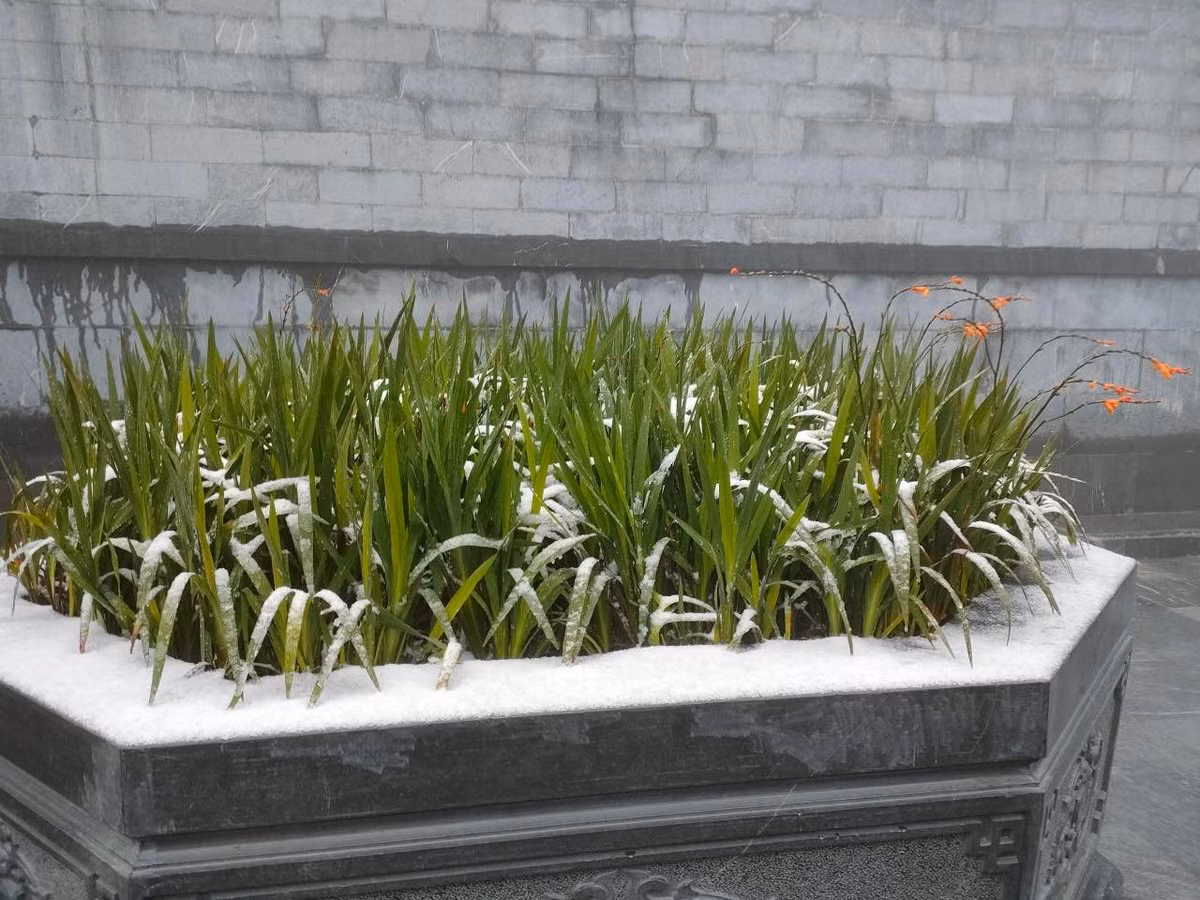 Theo dự báo mưa tuyết sẽ còn kéo dài trong hôm nay và phủ dày hơn, các bạn trẻ nhanh chóng lên lịch trình check in đỉnh Fansipan để vừa ngắm tuyết, lại có ảnh siêu đẹp như trời Âu.