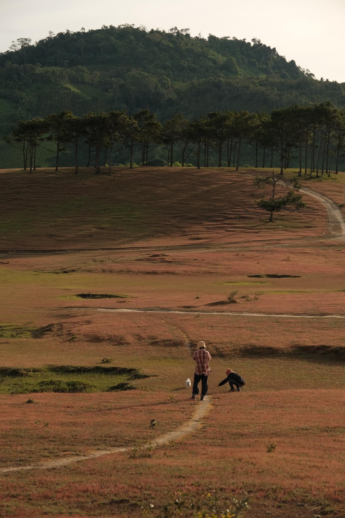 Đặc biệt nhất phải kể đến những ngày cuối năm vào tháng 11, một màu hồng phớt lãng mạn bao bọc những quả đồi tạo nên một khung cảnh đẹp như tranh vẽ. Ảnh: Tiêu Giao
