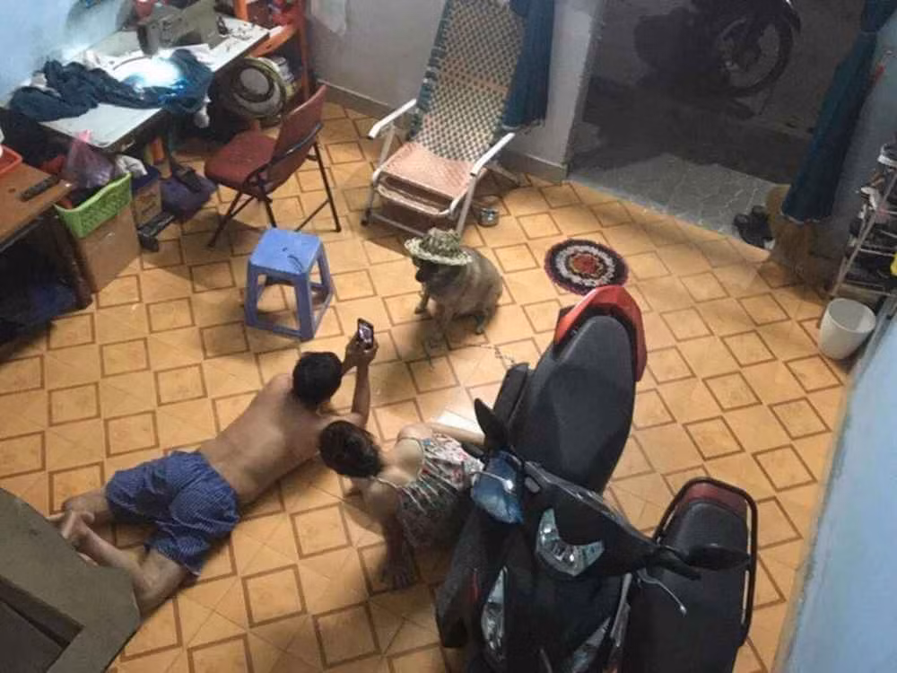 Thực tiễn đôi khi lại khác xa sự tưởng tượng nếu gia đình có một em “boss” chó mèo. Vậy nên mới có chuyện những đứa con ruột thành “con ghẻ” bởi mọi “spotlight” bỗng chốc chuyển hết sang cho “pet” cưng.