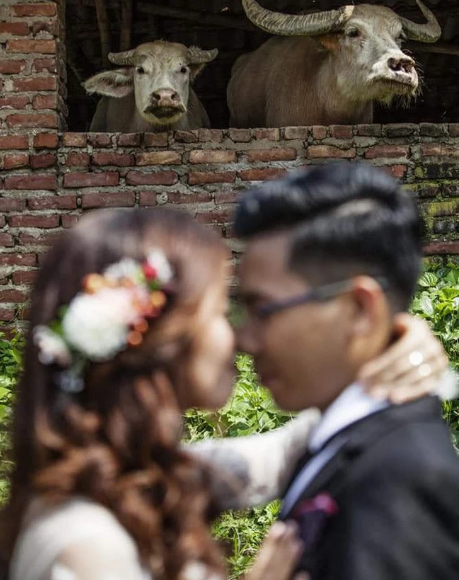 Hình ảnh ghi lại cô dâu chú rể đang chuẩn bị trao nhau nụ hôn thì phó nháy khiến cả hai từ chính trở thành "phông nền" cho 2 con trâu. Chẳng biết vô tình hay cố ý nhưng nếu là người yêu cũ việc cố tình bắt nét nhầm hoàn toàn có khả năng.