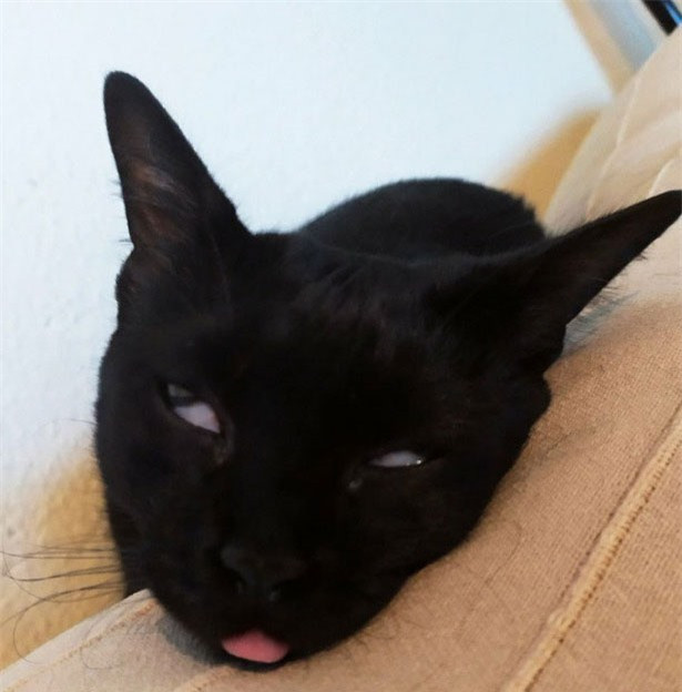 Tư thế ngủ kỳ lạ của mèo khiến “sen” giật mình tưởng “boss” có vấn đề gì.