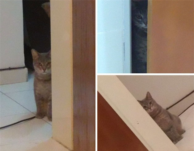 Boss có thói quen đứng sau cánh cửa và nhìn chằm chằm vào sen, đôi khi khiến sen sợ chết khiếp.