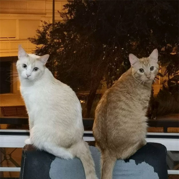 Các boss thường tạo dáng hình chữ V mỗi khi được sen chụp ảnh.