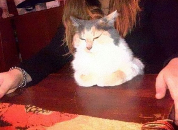 Bất cứ khi nào có khách khứa đến chơi nhà, cô mèo này thường ngồi giữa chủ và khách vì muốn làm tâm điểm sự chú ý.