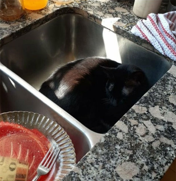 Boss có sở thích ngủ trong bồn rửa bát. Ảnh: Tổng hợp