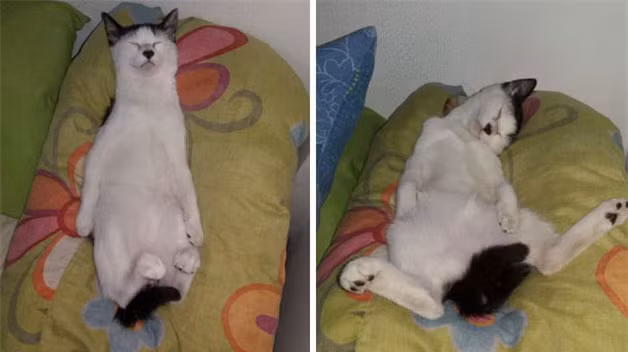 Dáng ngủ khó đỡ “nhất quả đất” của boss.